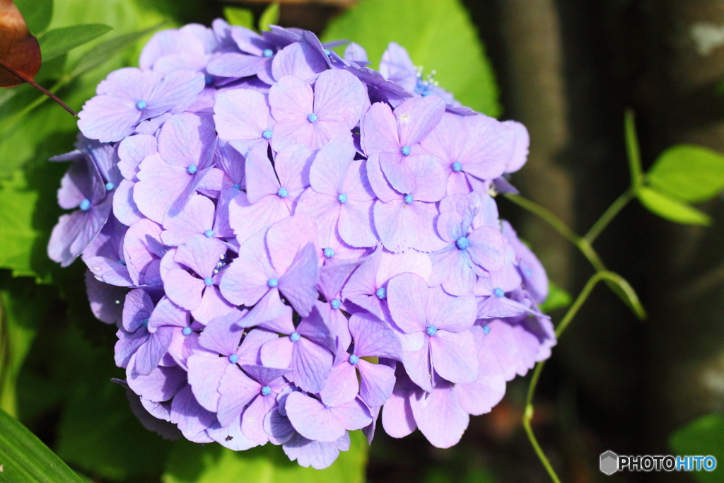 昔植えた空色の紫陽花・・色は違うけど咲いてくれて嬉しい