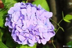 昔植えた空色の紫陽花・・色は違うけど咲いてくれて嬉しい