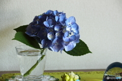 諦めてたブルーの紫陽花