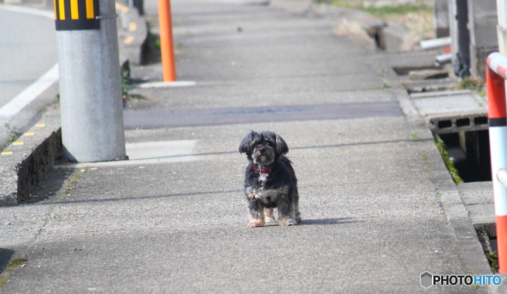 アレッ　身軽な室内犬に遭遇