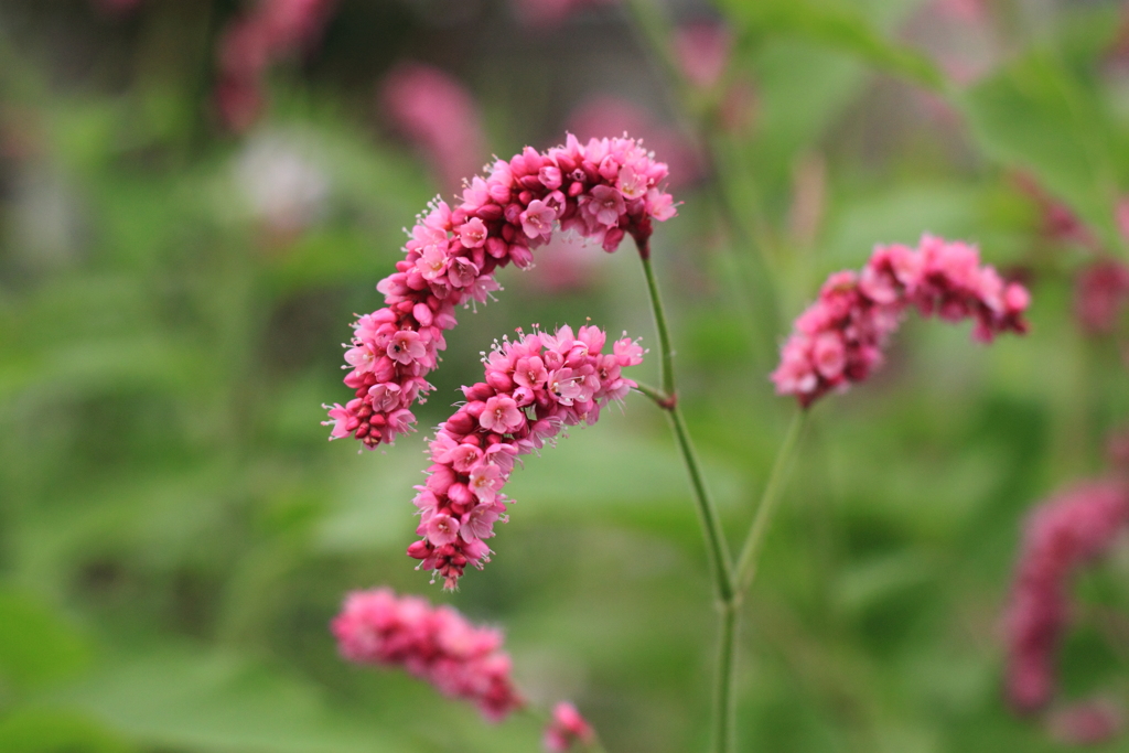 ちっちゃなお花が沢山・・オオケタデ