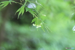 そよ風に揺られて心地よさそうなモミジ