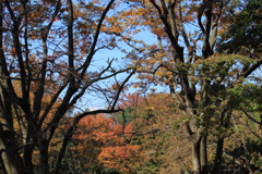 紅葉が進んでるパーク＾＾
