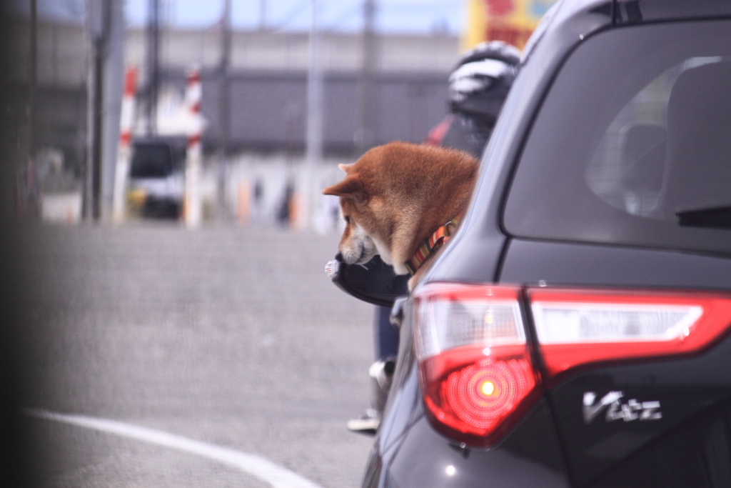 ご主人の車に乗れて満足顔の柴犬くん