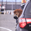 ご主人の車に乗れて満足顔の柴犬くん