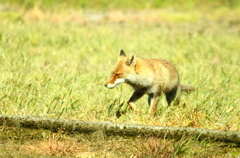 まさかの出会いキツネ出没２