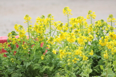 蝶々が飛んできそうな花壇の菜の花