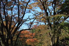 青い空に紅葉・・澄んだ空気