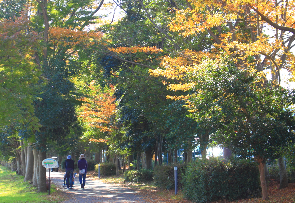 紅葉が眩しいファミリーパーク
