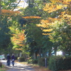 紅葉が眩しいファミリーパーク
