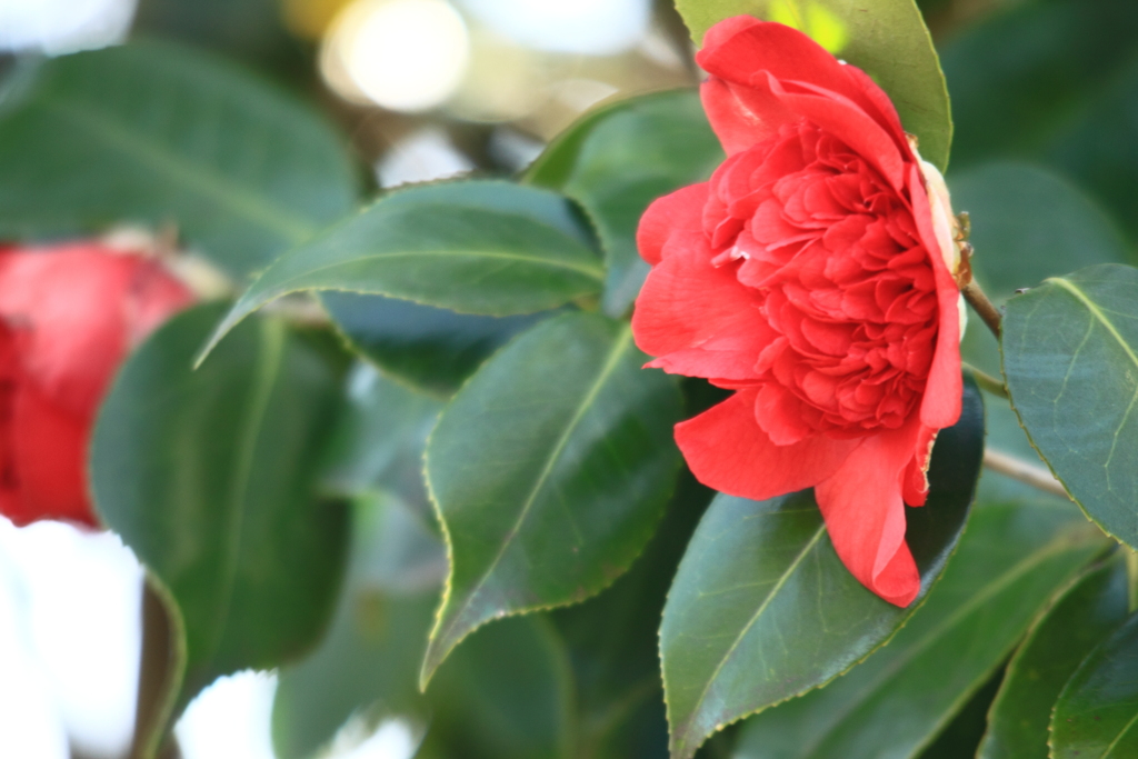 椿・・花言葉　控えめな素晴らしさ・・とも