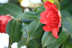 椿・・花言葉　控えめな素晴らしさ・・とも