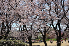楽しいお花見遠足