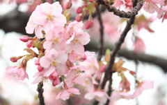 風強く河津桜も揺れ動く　