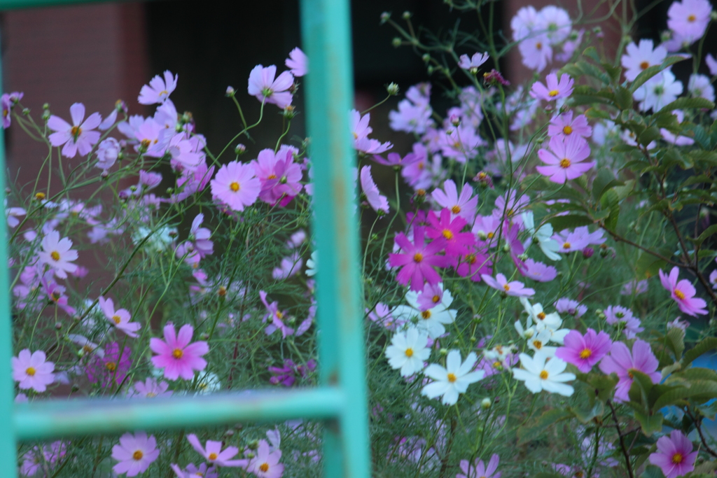 ジャングルジムの向こうには愛らしさ一杯