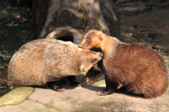 仲良く過ごしてますよ～私達・・二ホンアナグマです　＾＾