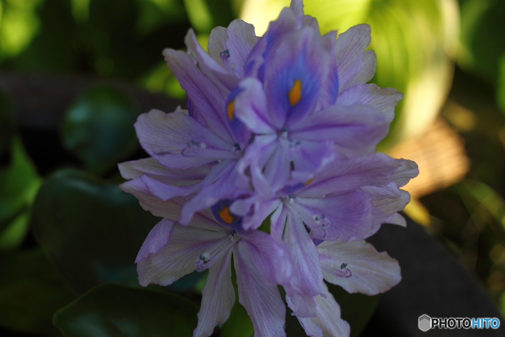 ホテイアオイ　３個目の花