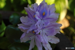 ホテイアオイ　３個目の花