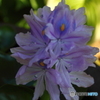 ホテイアオイ　３個目の花