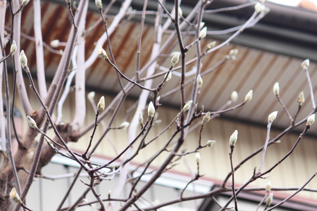 希望の芽に見える木蓮