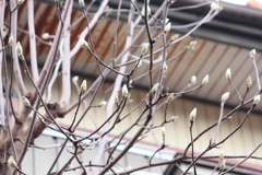 希望の芽に見える木蓮