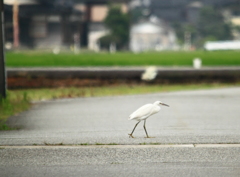 道路ど真ん中横断中