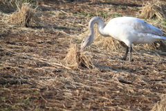 幼鳥から成鳥になる途中