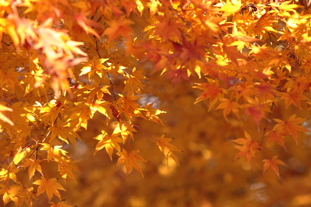 眼が冴える黄紅葉