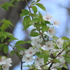 葉桜