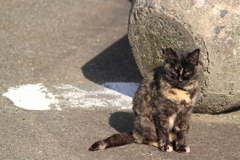 海岸野良ちゃん＾＾