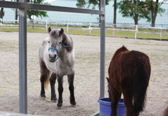 対州馬くんと野間馬