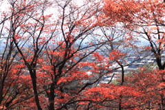 呉羽山より市街地を見下ろす・・寂しくなりつつ有る紅葉