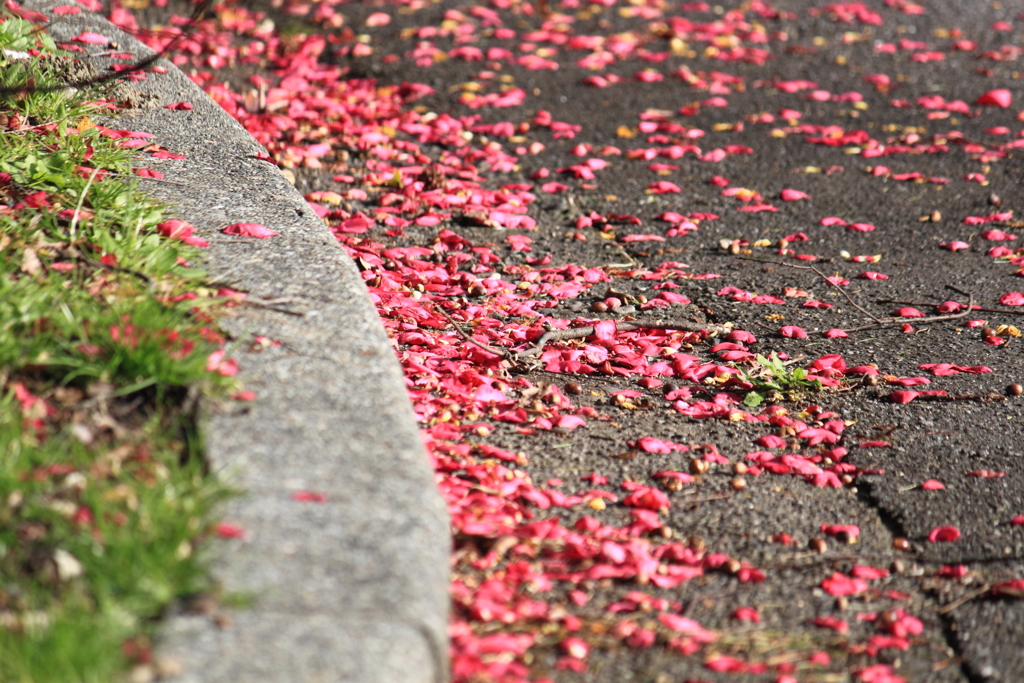 踏むのがもったいない～山茶花の花びら