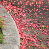 踏むのがもったいない～山茶花の花びら