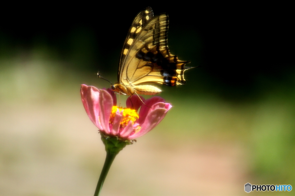 金色に輝いて見えた蝶　アゲハ