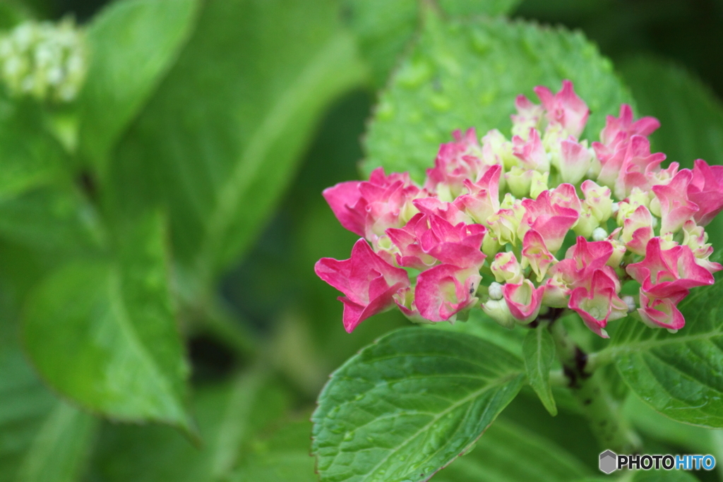 紫陽花　レッドビューティー幼花