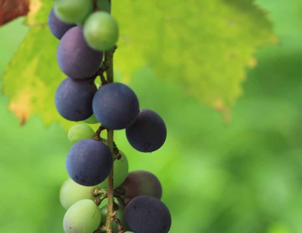 熟してきてた葡萄