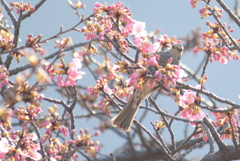 アラマァ・・見てたとは　＾＾；