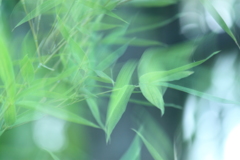 笹の葉サラサラ