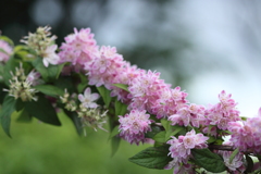 ピンクの花びらが愛らしい　＾＾