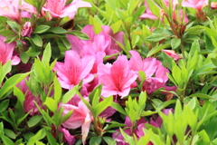 この華やかさが恋しい昨今