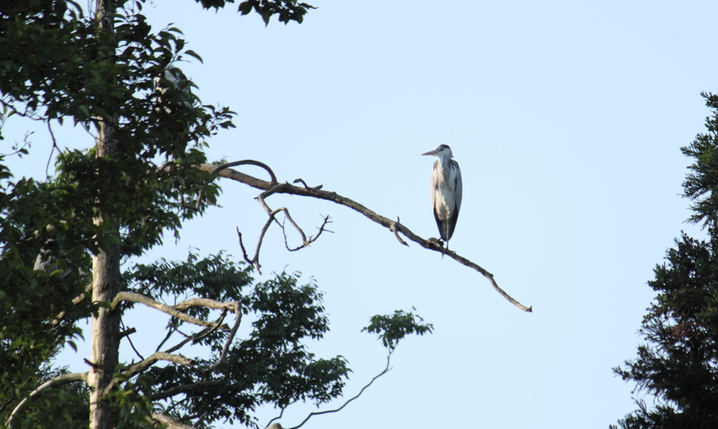 オーットット　(..)