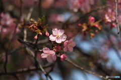 見れば見るほど愛らしいピンクの河津桜
