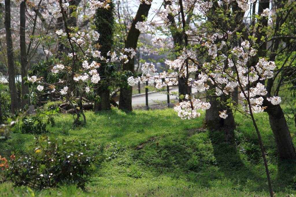ここら辺で花見は‥いかが