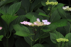 散歩道の紫陽花