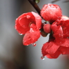 雨滴が綺麗ですよ～可愛いお花のボケ