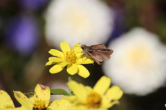 セセリ君の好きな花