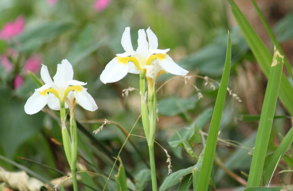 花言葉・・あなたを大切にします・・とも　＾＾