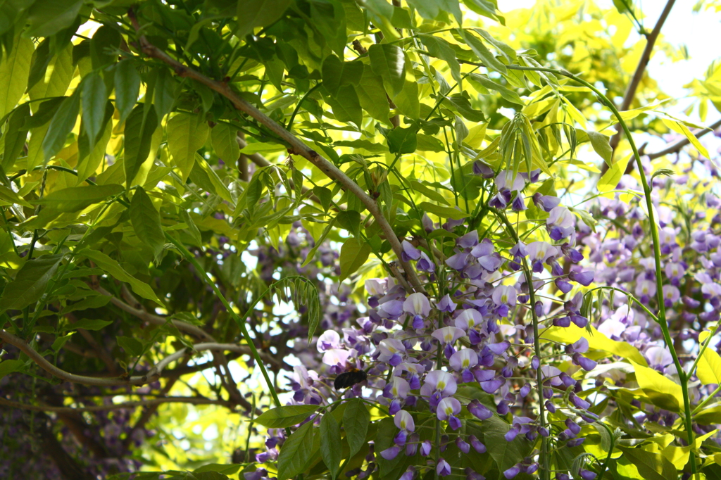 藤の花