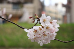 優しい花びら・・もう満開ですね